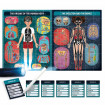 Puzzle radiografia corpului uman Headu