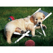 Puzzle Golden Retriever 500 piese Ravensburger