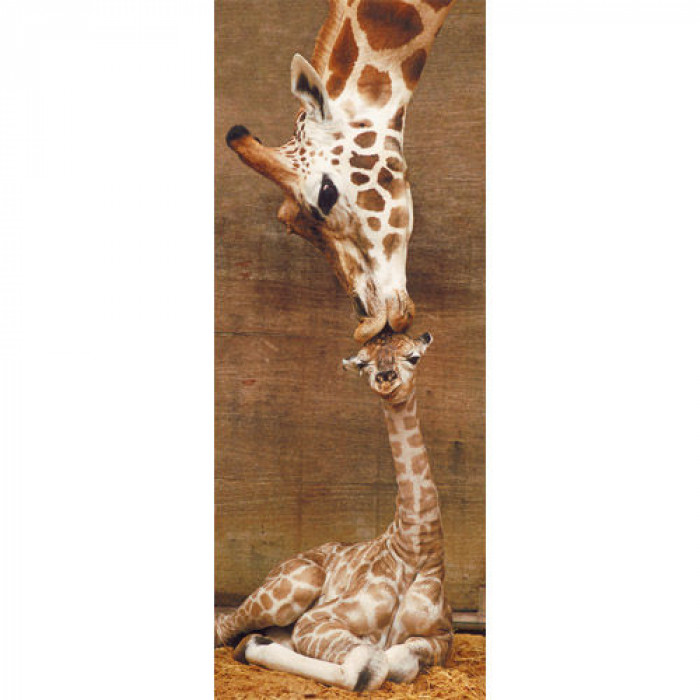 Puzzle copii si adulti Girafele 1000 piese Ravensburger