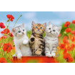 Puzzle aventura pisicutelor 2X12 piese Ravensburger