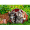 Puzzle aventura pisicutelor 2X12 piese Ravensburger